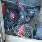 Raszuiver Mechelse koekoek hanen