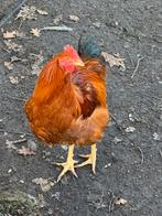 Trio kippen, Dieren en Toebehoren, Pluimvee