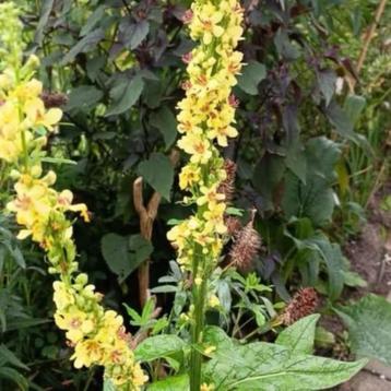 Gele verbascum, vaste plant, vanaf 1 euro  beschikbaar voor biedingen
