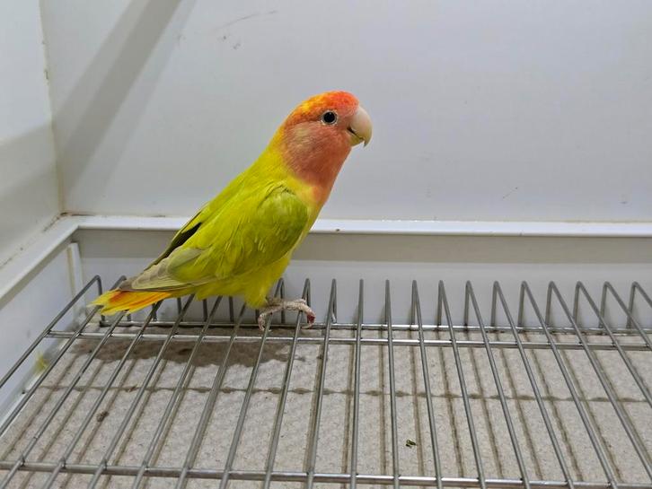 Agapornis ficherie en personata, Dieren en Toebehoren, Vogels | Parkieten en Papegaaien