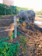 Pony merrie, Dieren en Toebehoren, Pony's, Merrie