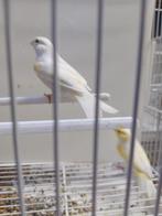 Kppl gele mozaiekkanaries 35€, Dieren en Toebehoren, Meerdere dieren, Kleurkanarie