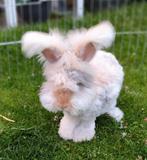 Ras zuiver Engels Angora rammetje!!, Dieren en Toebehoren, Konijnen
