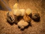 kuikentjes, Dieren en Toebehoren, Geslacht onbekend, Kip