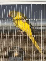 Halsbandparkiet, Dieren en Toebehoren, Vogels | Parkieten en Papegaaien, Geringd