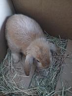 Jong konijntje, Dieren en Toebehoren, Konijnen, Vrouwelijk, Dwerg, Hangoor