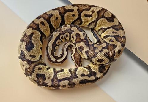 Volwassen Pastel het Cryptic koningspython vrouw, Dieren en Toebehoren, Reptielen en Amfibieën, Slang, 0 tot 2 jaar, Tam