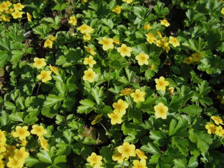 Waldsteinia ternata (bodembedekker), Tuin en Terras, Planten | Tuinplanten, Vaste plant, Bodembedekkers, Ophalen