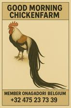 Onagadori, Plusieurs animaux, Poule ou poulet