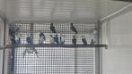 Verschillende fisheries, Dieren en Toebehoren, Meerdere dieren, Dwergpapegaai of Agapornis, Geringd