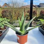 Aloe vera plant Middelkerke, Tuin en Terras, Ophalen