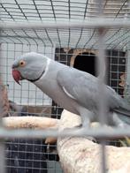 kweekkoppel halsbandparkiet, Meerdere dieren, Parkiet, Geringd