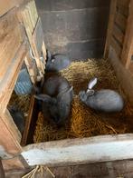 Blauw van Ham, Dieren en Toebehoren