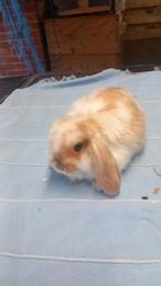 Nederlands hangoortjes minilops te koop, Dieren en Toebehoren, Konijnen