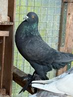 Gentse kropper, zwartroek 2025, Dieren en Toebehoren, Vogels | Duiven, Mannelijk, Kropper