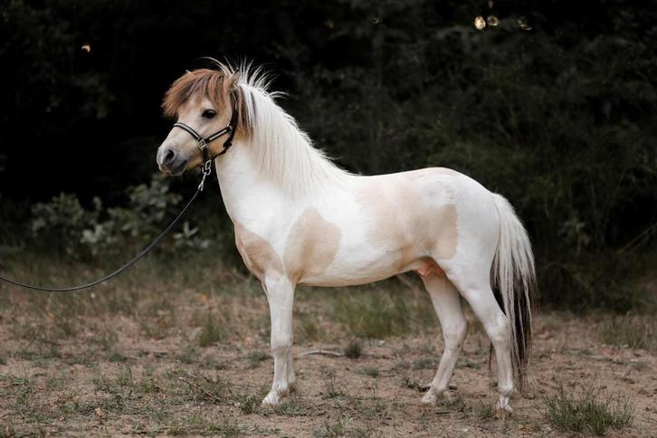 Dekhengt aangeboden, Animaux & Accessoires, Chevaux, Étalon, Moins de 160 cm, 3 à 6 ans, Avec pedigree, Avec puce électronique