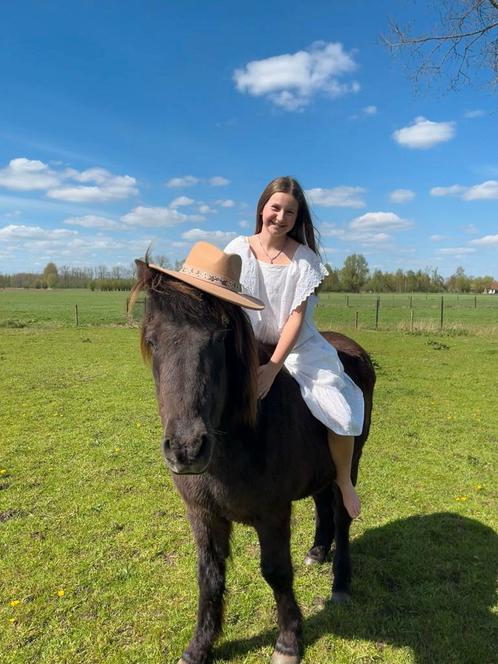 paard, ijslander gezocht, Dieren en Toebehoren, Paarden