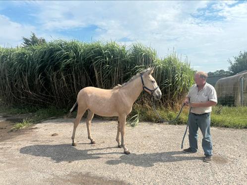 Muilezel merrie en muildier ruin, Dieren en Toebehoren, Pony's, Hengst