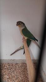 Pyrrhura split suncheek, Dieren en Toebehoren, Vogels | Parkieten en Papegaaien, Geringd