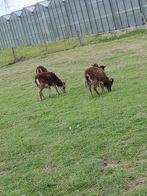 Soay schapen, Dieren en Toebehoren, Schapen, Geiten en Varkens