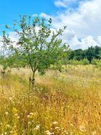 Fruitbomen, Tuin en Terras, Ophalen