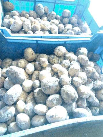 Nieuwe aardappelen  beschikbaar voor biedingen