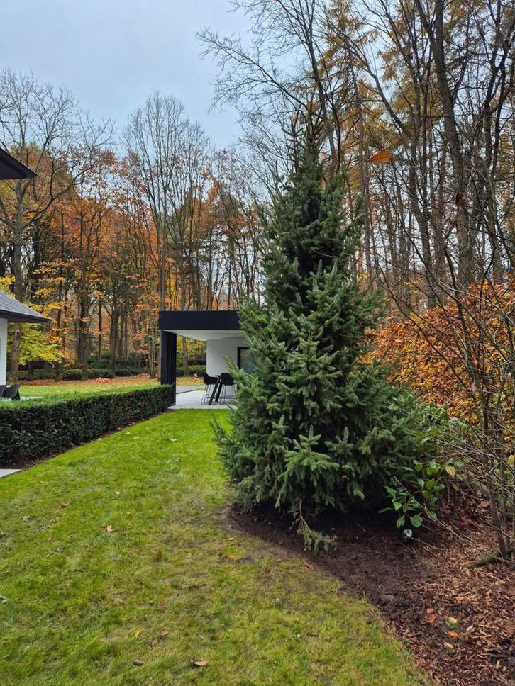 Prachtige kerstbomen met wortel zet 2026 super in, Tuin en Terras, Planten | Bomen, Ophalen of Verzenden