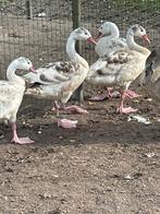 Coscorba zwanen, Dieren en Toebehoren