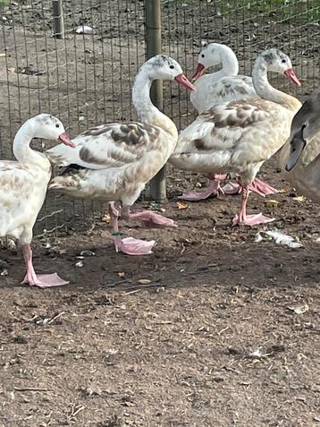 Coscorba zwanen beschikbaar voor biedingen