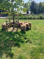 Ardense voskop ooien, Dieren en Toebehoren
