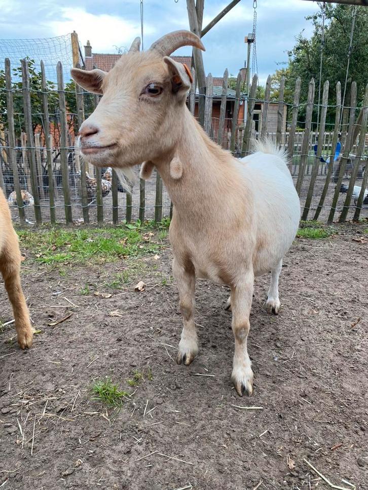 Mooi camel mieke te koop, Dieren en Toebehoren, Schapen, Geiten en Varkens, Geit, Vrouwelijk, 0 tot 2 jaar