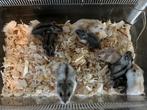 Nestje 5/7 hele tamme Russische dwerghamsters, Dieren en Toebehoren, Hamster, Juli, Meerdere dieren, Tam