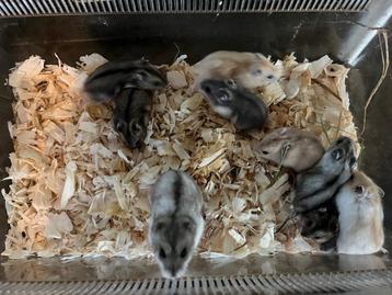 Nestje 5/7 hele tamme Russische dwerghamsters  beschikbaar voor biedingen