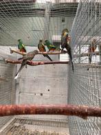 Veelkleur parkiet, Dieren en Toebehoren, Vogels | Parkieten en Papegaaien, Parkiet