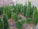 buxus pyramiden ,bolletjes en vele andere vormen 5  tot 8€, Jardin & Terrasse, Plantes | Arbustes & Haies, Moins de 100 cm, Enlèvement