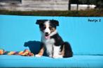 Prachtige Border Collie pups in verschillende kleuren, Dieren en Toebehoren, België, CDV (hondenziekte), 8 tot 15 weken, Collie