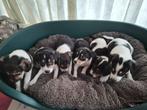 Boerenfox pups, Dieren en Toebehoren, Honden | Jack Russells en Terriërs, België, Overige rassen, 8 tot 15 weken, Meerdere