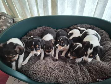 Boerenfox pups beschikbaar voor biedingen