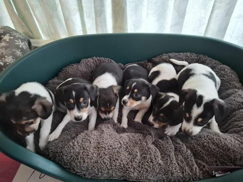 Boerenfox pups, Dieren en Toebehoren, Honden | Jack Russells en Terriërs, Meerdere dieren, Overige rassen, Fokker | Professioneel