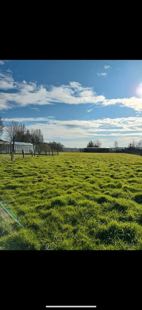 Weide te huur, Dieren en Toebehoren, Stalling en Weidegang, Weidegang