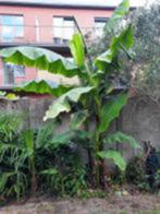 Monster grote bananeboom musa basjoo totale hoogte 2.5 M, Enlèvement ou Envoi