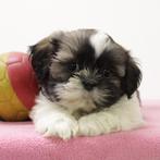 Shih Tzu (teefjes) Belgische pups te koop, België, CDV (hondenziekte), 8 tot 15 weken, Teef