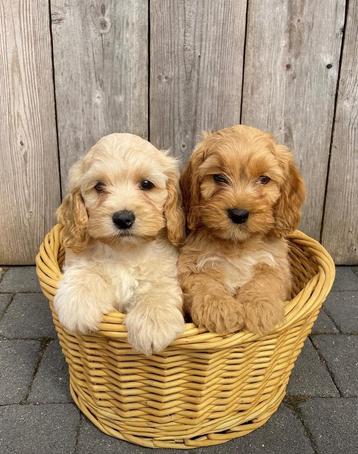 Lieve cockapoo pups (Am cocker x dwergpoedel)  beschikbaar voor biedingen