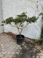 Azalea, Ophalen