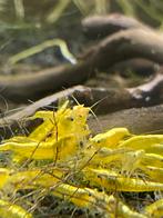 Yellow backline garnalen aquarium, Dieren en Toebehoren, Vissen | Aquariumvissen, Kreeft, Krab of Garnaal, Zoetwatervis, Schoolvis