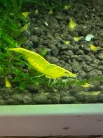 Gele garnalen, Dieren en Toebehoren, Vissen | Aquariumvissen