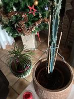 cactus grote kamerplant, Tuin en Terras, Planten | Tuinplanten, Ophalen