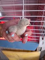 Cochin parelgrijs, Dieren en Toebehoren