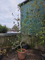 Sierpeer laagstam boom, Tuin en Terras, Ophalen