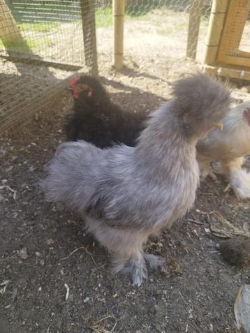 poussins mâles soies beschikbaar voor biedingen